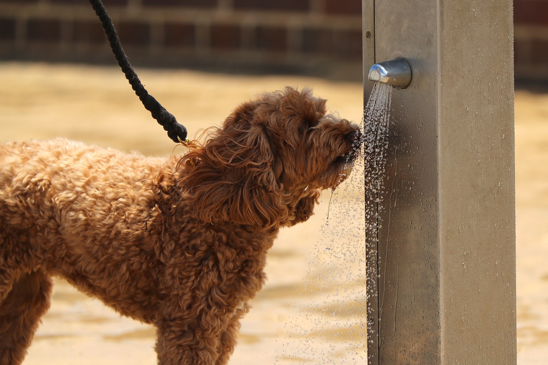 Public Consultation Now Open For Victor Harbor Dog Leash Law Changes