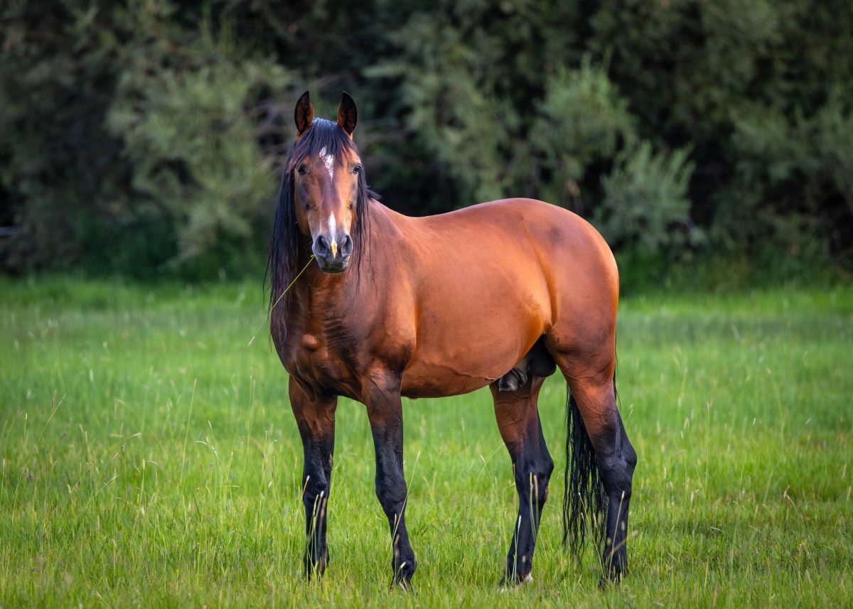 Lincoln Park Horse Therapy Centre Faces Uncertain Future