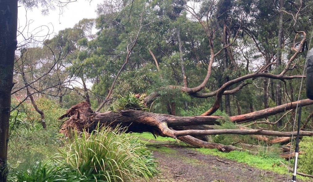 SES Volunteers Support Our Storm Affected Communities