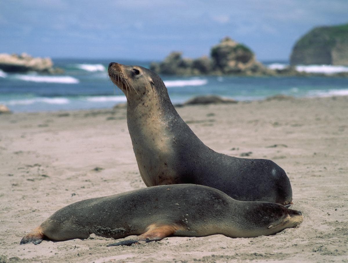 Second SA Fur Seal Suspected of H5 Bird Flu