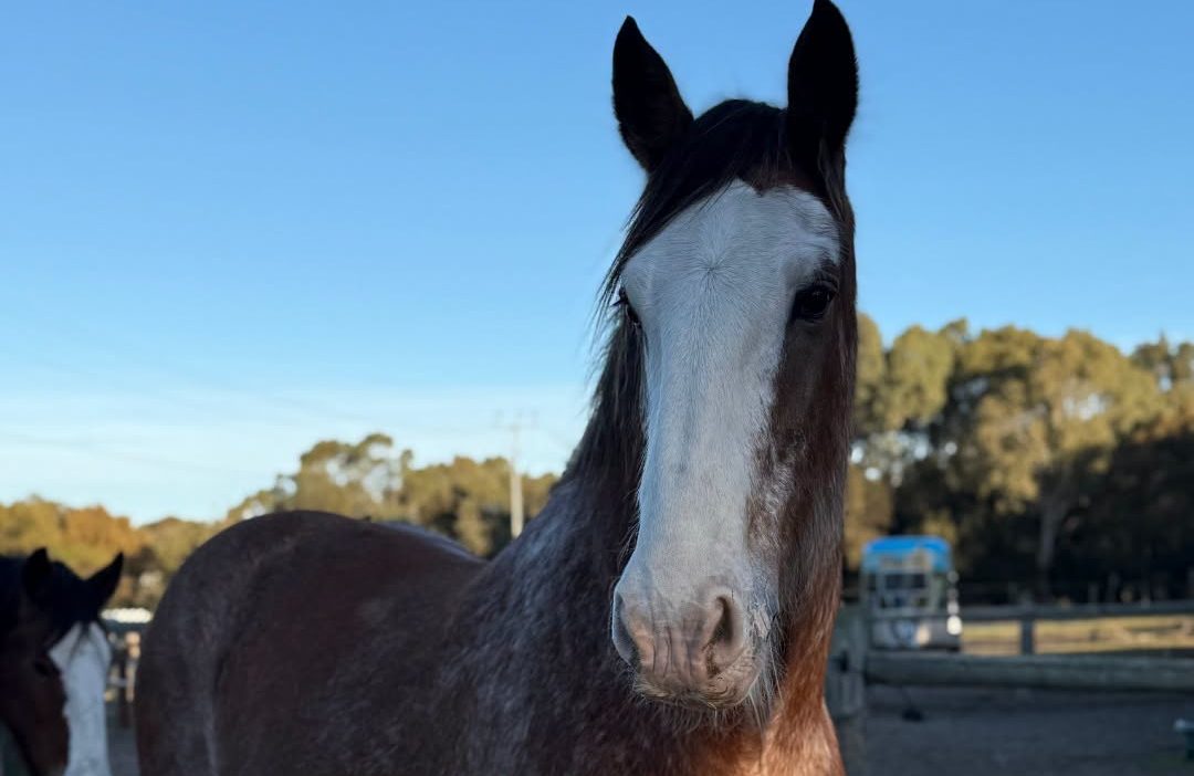 Beloved Victor Harbor Clydesdale Albert Dies after Short Illness