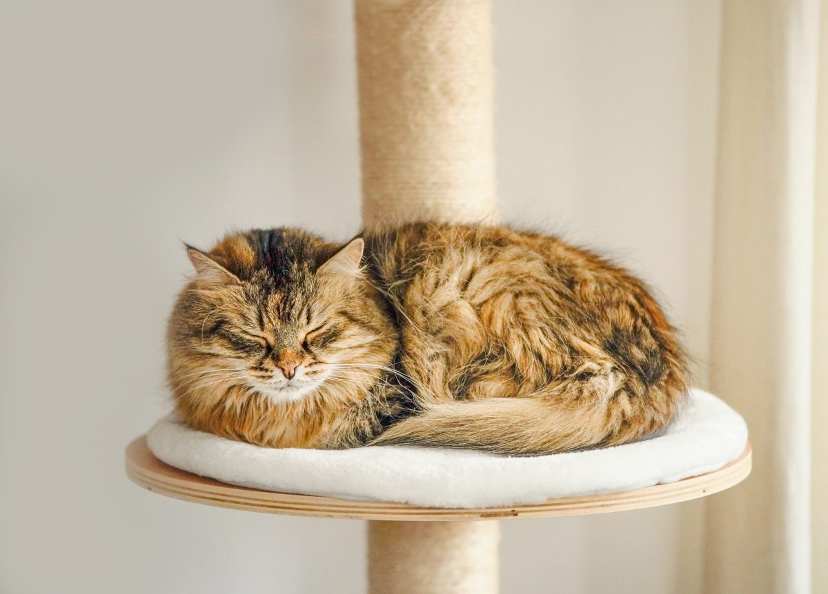 Bird Flu SA: Hills Groups Call for Statewide Cat Containment